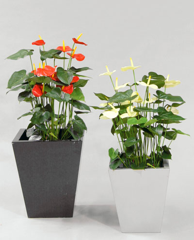 1054-85-2 Anturium Red 85cm